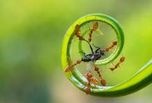 Une étude de 2010 explique le séquençage du génome des fourmis et c'est fascinant !