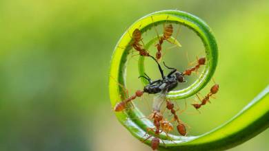 Une étude de 2010 explique le séquençage du génome des fourmis et c'est fascinant !