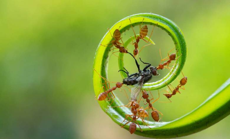 Une étude de 2010 explique le séquençage du génome des fourmis et c'est fascinant !