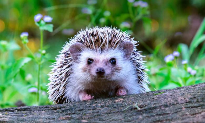 Les hérissons sortent d'hibernation ! Comment les protéger ?