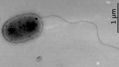 Découverte de souches de bactéries inconnues sur la Station spatiale internationale