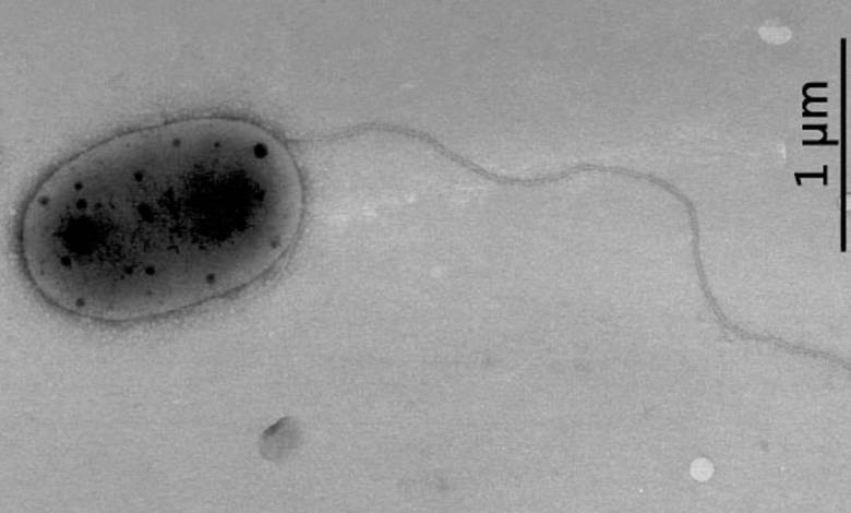 Découverte de souches de bactéries inconnues sur la Station spatiale internationale