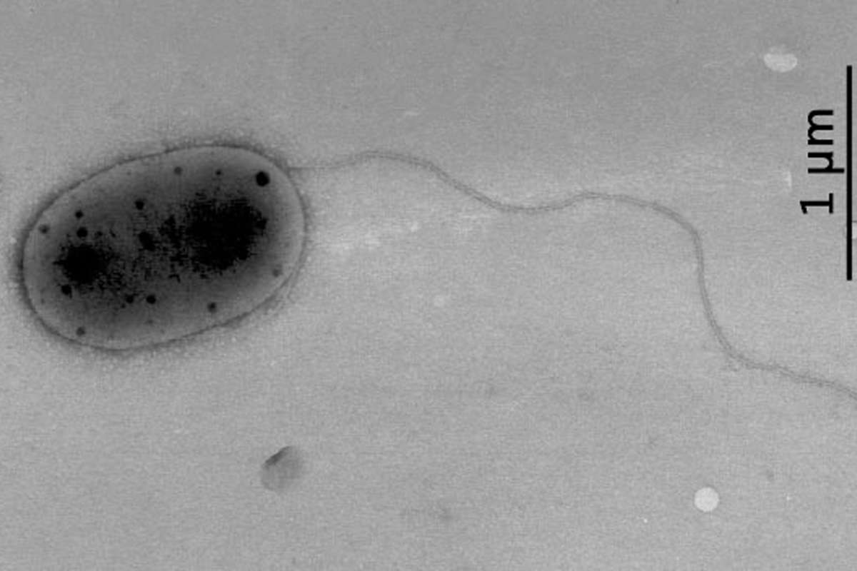 Découverte de souches de bactéries inconnues sur la Station spatiale internationale