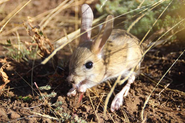 Mais au fait, quel animal possède les plus grandes oreilles ? Spoiler : ce n'est pas l'éléphant !