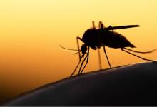 Une invention prometteuse pour lutter contre le paludisme, financée par la fondation Bill et Melinda Gates