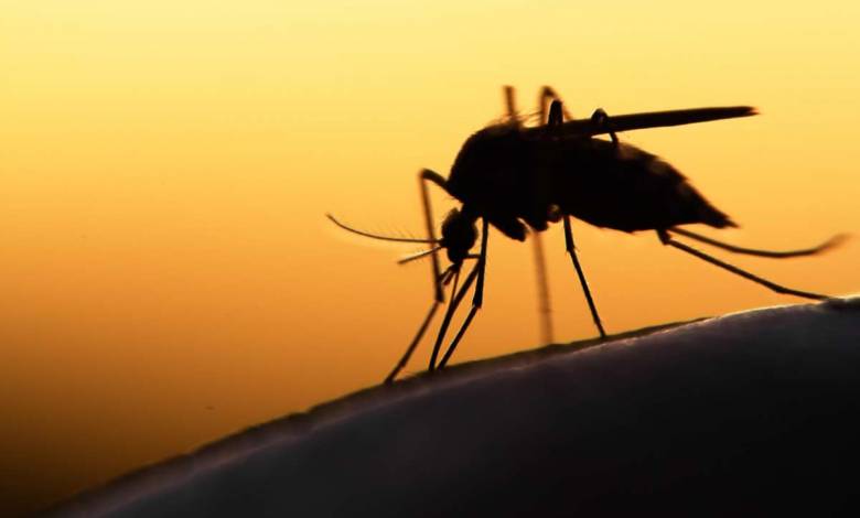 Une invention prometteuse pour lutter contre le paludisme, financée par la fondation Bill et Melinda Gates