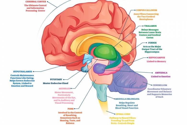 Une "mauvaise humeur persistante" pourrait être liée à une région clé du cerveau expliquent ces neuroscientifiques