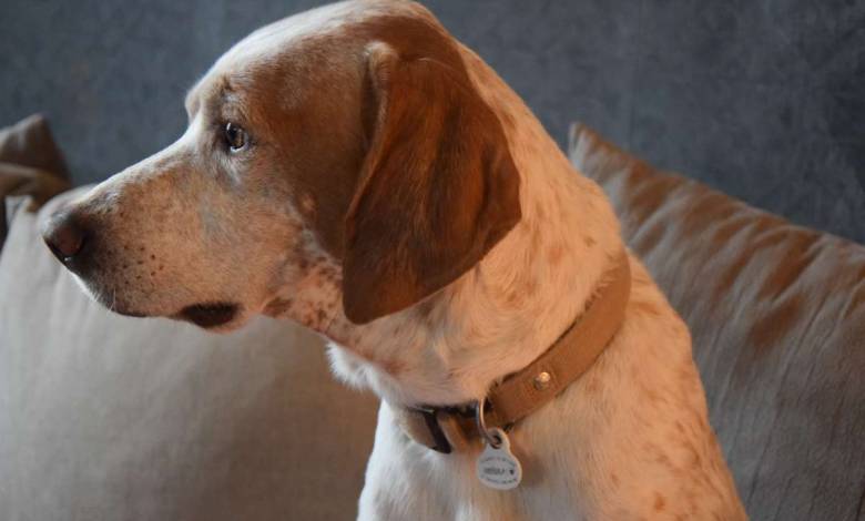 Découvrez Petlink, une médaille d'identification pour votre animal de compagnie !