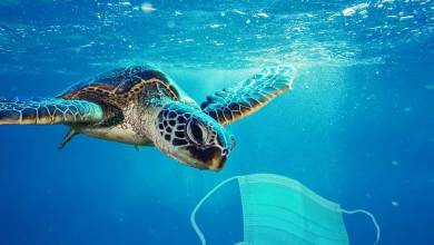 Nouvelle source de pollution, les animaux sont les premiers touchés par les masques et les gants jetables...