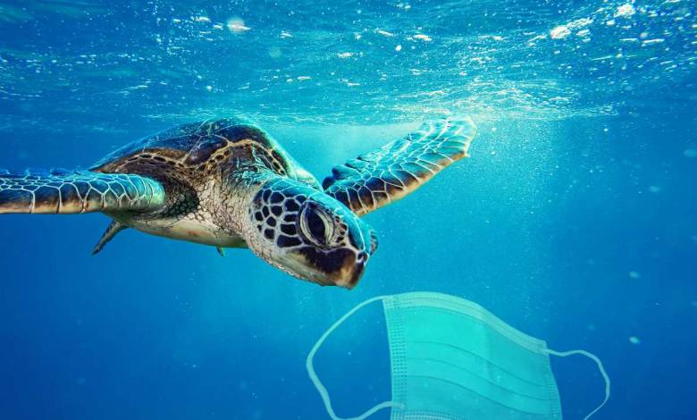 Nouvelle source de pollution, les animaux sont les premiers touchés par les masques et les gants jetables...