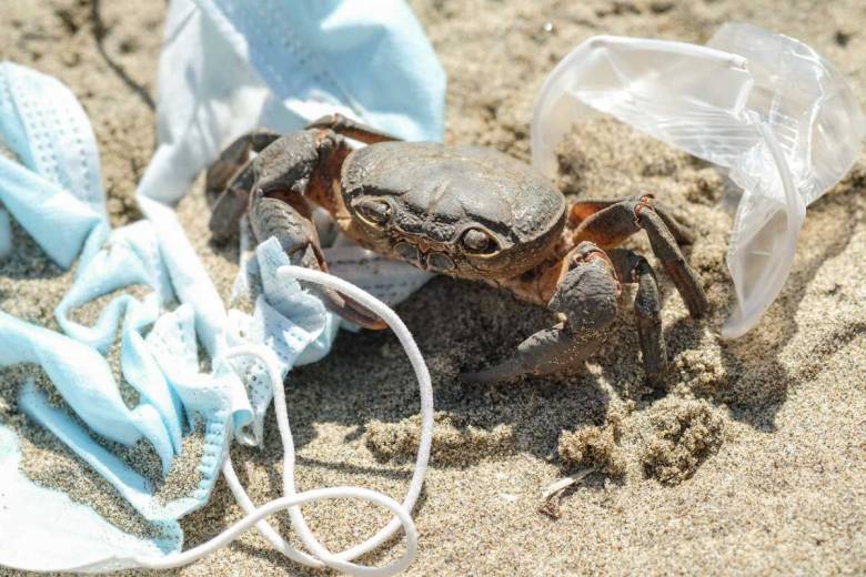 Nouvelle source de pollution, les animaux sont les premiers touchés par les masques et les gants jetables...