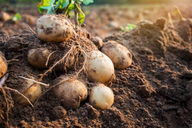 Le saviez-vous ? Cette dizaine de plantes et légumes repoussent indéfiniment !