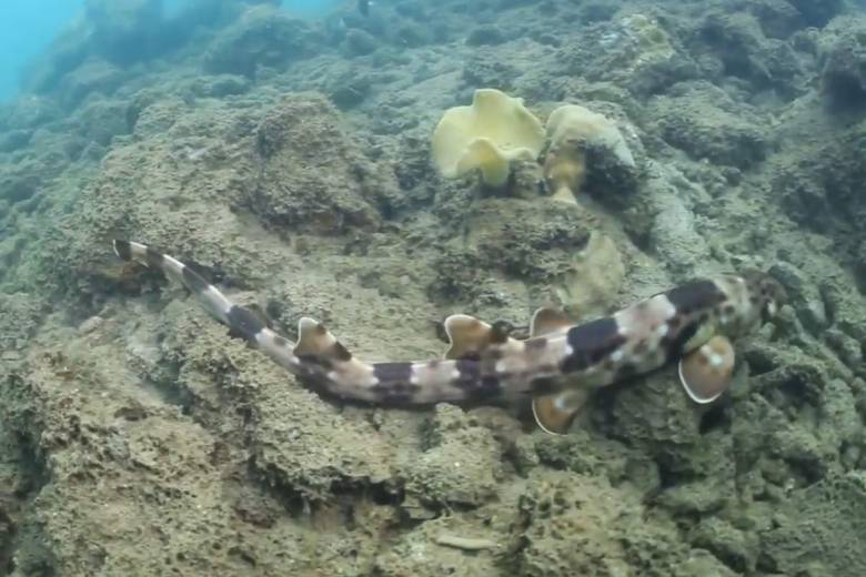 Plusieurs espèces de requins ont évolué pour marcher