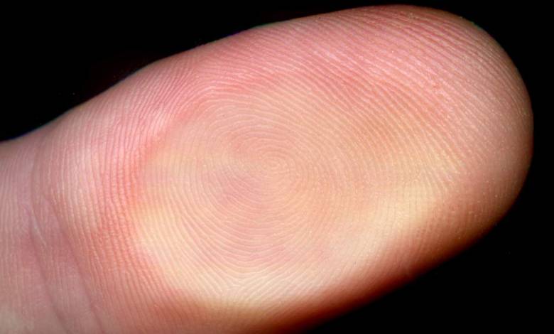 La sensibilité des doigts humains dépasse tout ce que nous avions imaginé