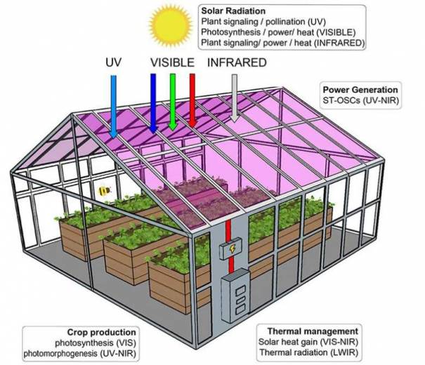 Des panneaux solaires transparents au dessus des serres, une nécessité et  une aubaine pour les agriculteurs - NeozOne