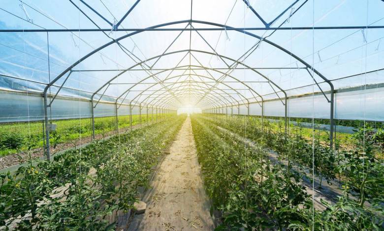 Les panneaux solaires semi-transparents alimentent les serres en énergie sans ralentir la croissance des végétaux