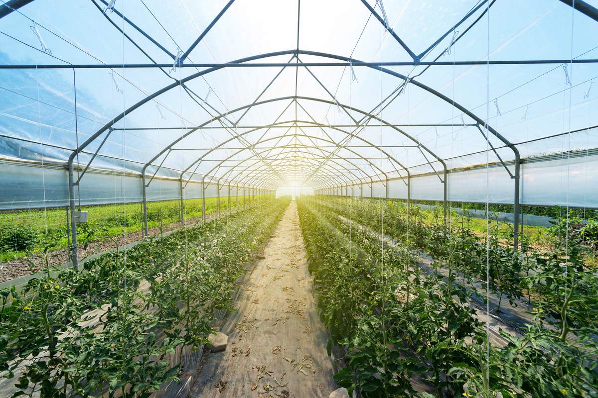 Les panneaux solaires semi-transparents alimentent les serres en énergie sans ralentir la croissance des végétaux