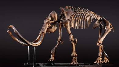 Le plus ancien ADN du monde séquencé sur un mammouth vieux de 1.65 million d'années !
