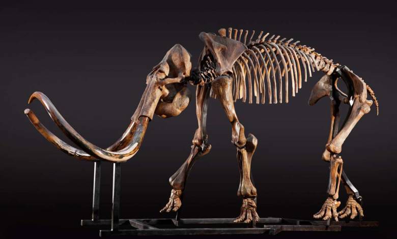 Le plus ancien ADN du monde séquencé sur un mammouth vieux de 1.65 million d'années !