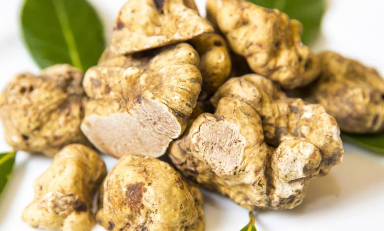 Après 20 ans de recherche, la truffe blanche (Tuber magnatum) pourrait être cultivée à grande échelle en France