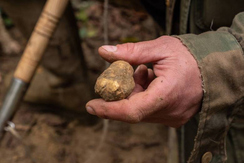 Après 20 ans de recherche, la truffe blanche (Tuber magnatum) pourrait être cultivée à grande échelle en France