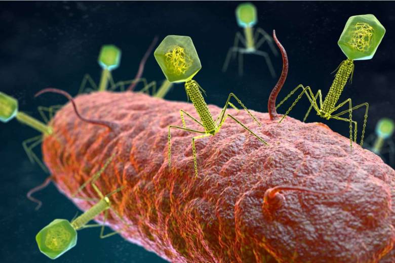 Selon une nouvelle étude, nos intestins comporteraient plus de 140 000 virus différents
