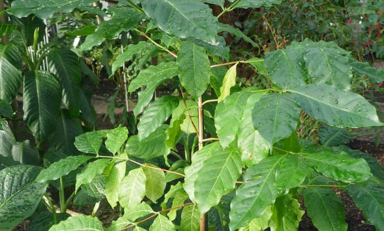 Redécouverte à l’état sauvage d’une espèce de café disparue, potentiellement résistante au changement climatique