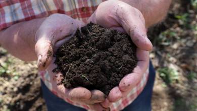 Comment accélérer son compost naturellement ?