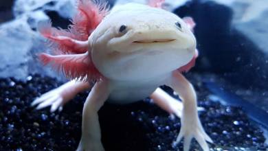 L'axolotl pourrait nous aider à percer le secret de la régénération cellulaire…