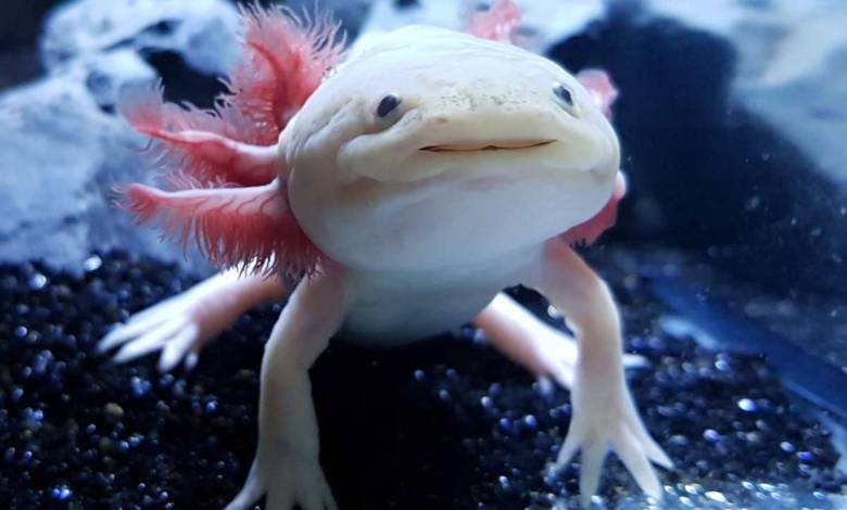 L'axolotl pourrait nous aider à percer le secret de la régénération cellulaire…
