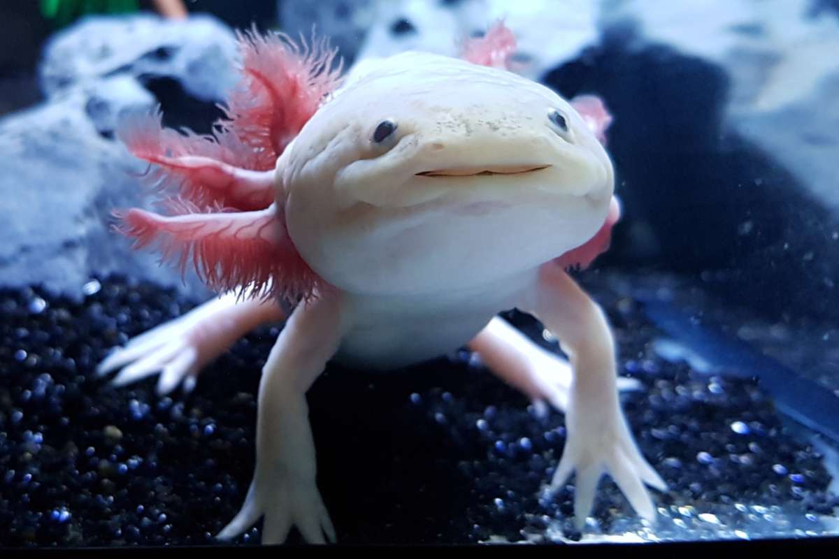 Axolotl : description, conseils d'élevage et prix