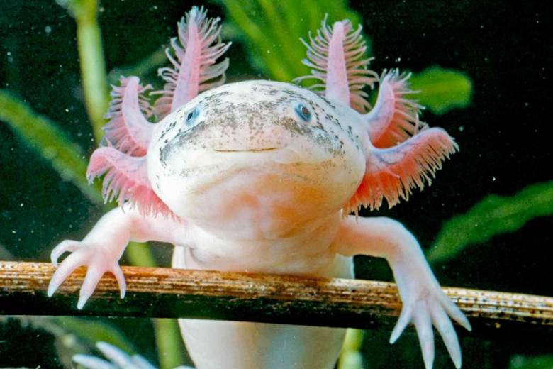 L'axolotl pourrait nous aider à percer le secret de la régénération cellulaire…