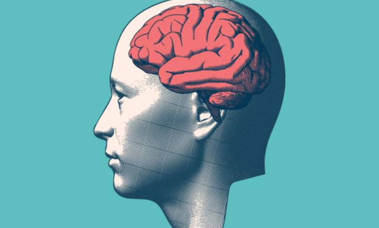 Une étude met en lumière le lien génétique entre notre visage et la forme de notre cerveau