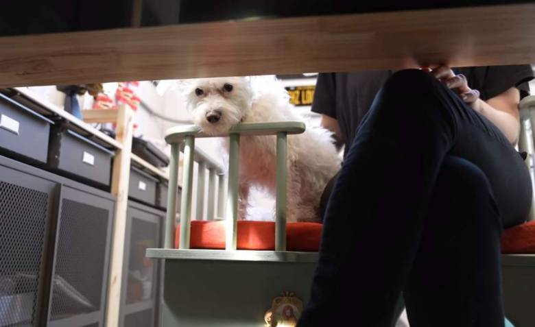Une youtubeuse suédoise présente la chaise "dogworking", pour télétravailler avec votre chien à vos côtés !