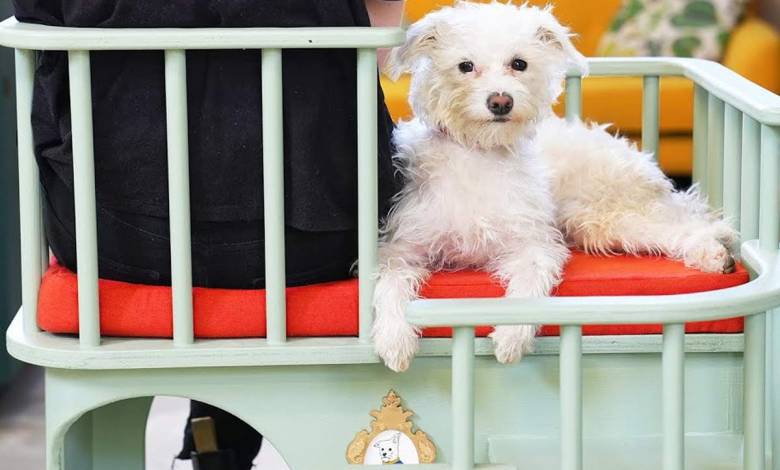 Une youtubeuse suédoise présente la chaise "dogworking", pour télétravailler avec votre chien à vos côtés !