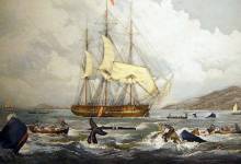 Des archives dévoilent comment les baleines se sont défendues contre l’Homme au 19e siècle