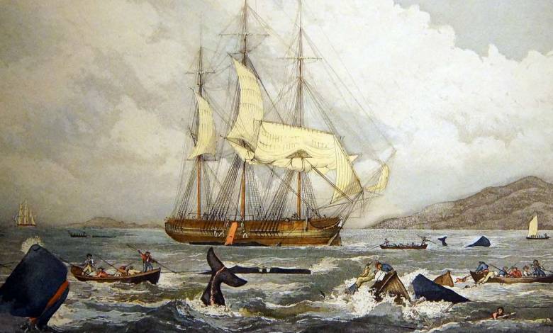 Des archives dévoilent comment les baleines se sont défendues contre l’Homme au 19e siècle