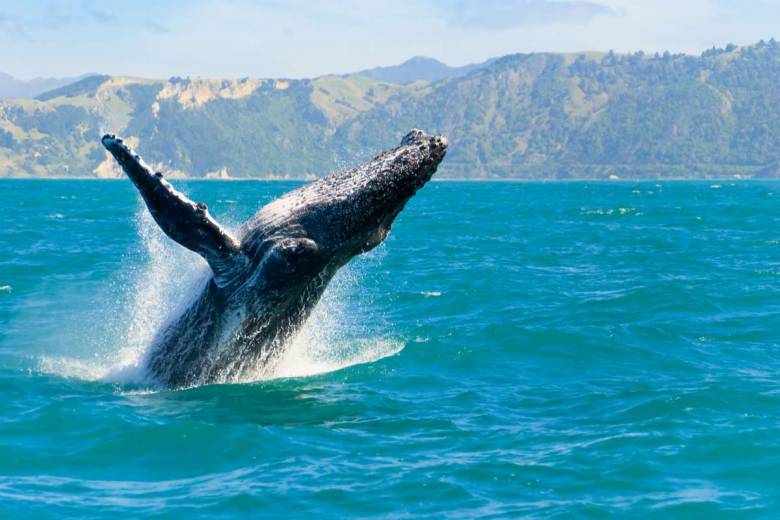 Des archives dévoilent comment les baleines se sont défendues contre l’Homme au 19e siècle