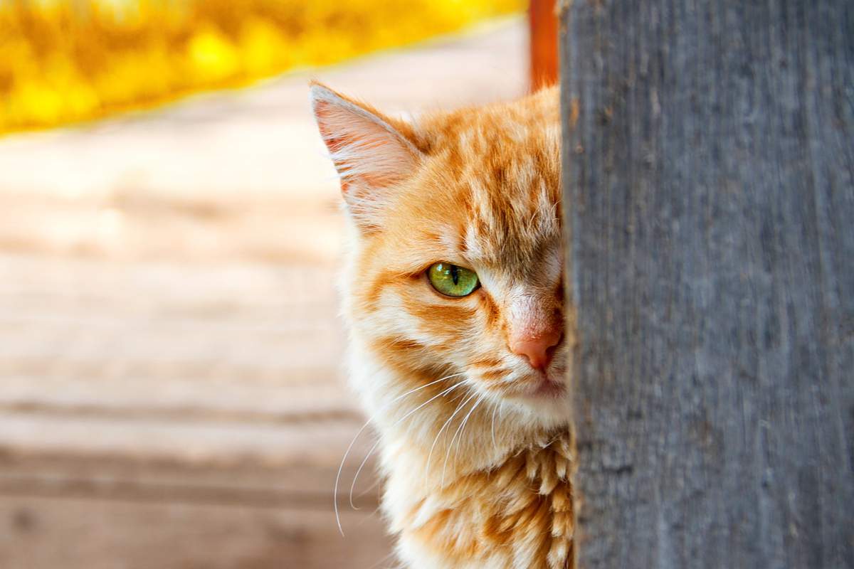 Opération Chaton acoustique : les expériences secrètes de la CIA pour transformer des chats en espions