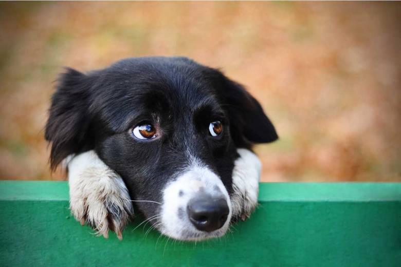 Les chiens peuvent exprimer de la jalousie, juste en vous imaginant caresser un autre animal...