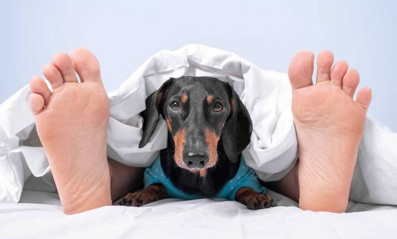 Les chiens peuvent exprimer de la jalousie, juste en vous imaginant caresser un autre animal...