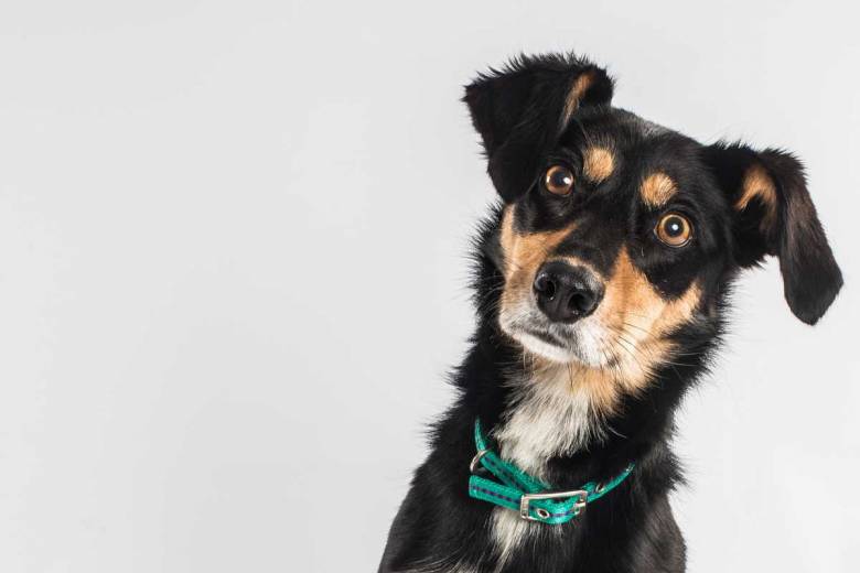 Les chiens peuvent exprimer de la jalousie, juste en vous imaginant caresser un autre animal...