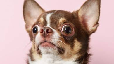 Une étude scientifique révèle que votre chien n'est pas dupe ! Il sait quand vous lui mentez