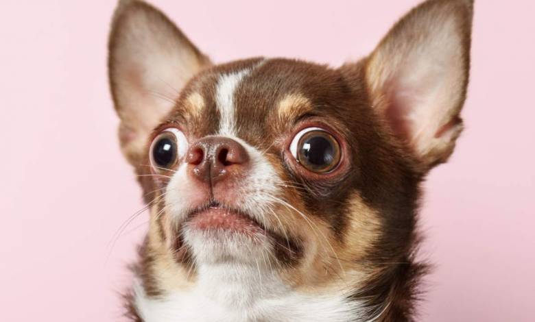 Une étude scientifique révèle que votre chien n'est pas dupe ! Il sait quand vous lui mentez