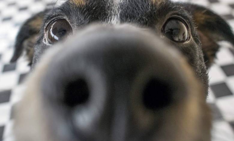 Des chiens entraînés détectent le virus de la Covid 19 dans les urines avec une précision de 96%