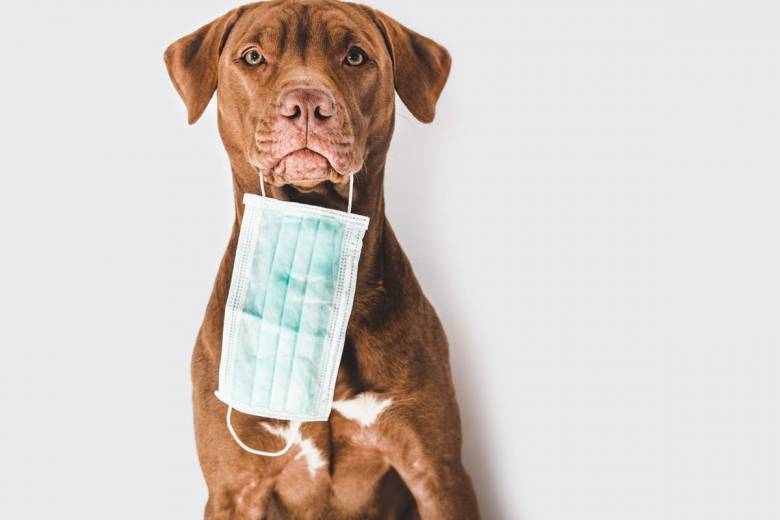 Des chiens entraînés détectent le virus de la Covid 19 dans les urines avec une précision de 96%