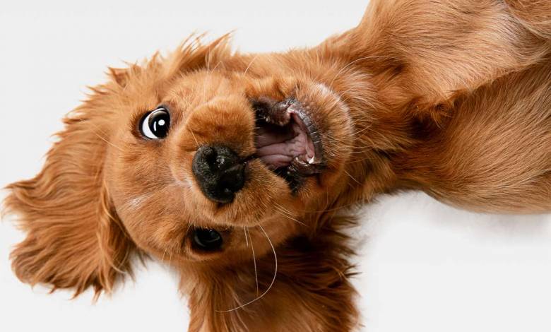 Les chiens ne reconnaissent pas notre visage explique cette étude