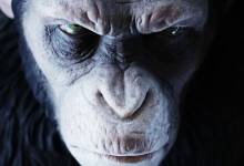 Qu'est ce qui pourrait mal se passer ? Des chercheurs ont créé des chimères mi-humains mi-singes !