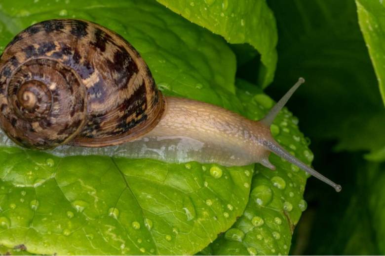 Connaissez-vous les bienfaits de la bave d'escargots ?