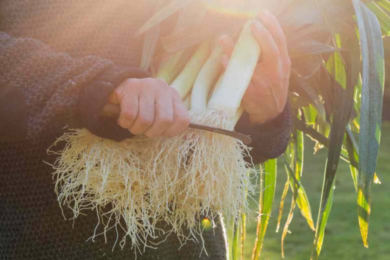 Zéro Déchet : Comment cuisiner les épluchures, cosses ou racines de légumes ?